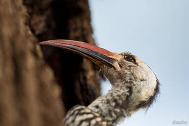 Red-billed Hornbill Portrait