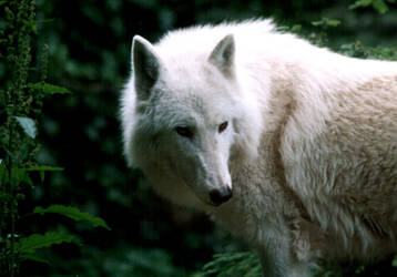 Another Artis Wolf