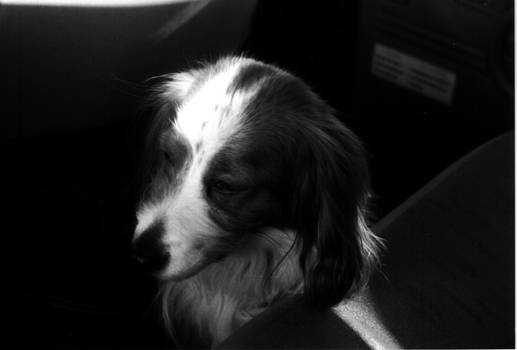 Our dog in Black and White