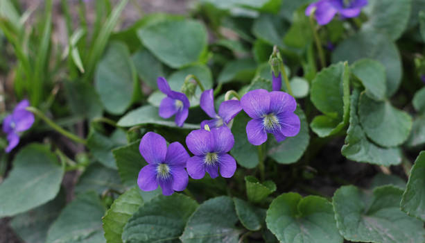 Purple flowers