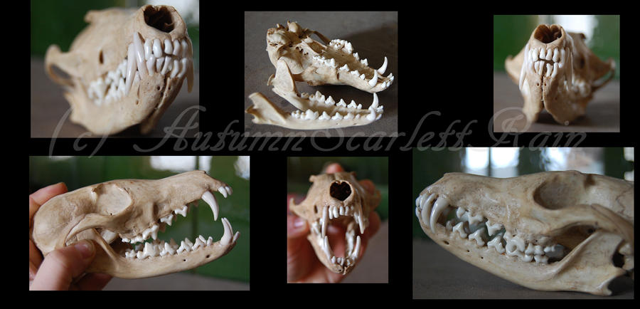 Fox Teeth Reference by AutumnScarlettRain on DeviantArt