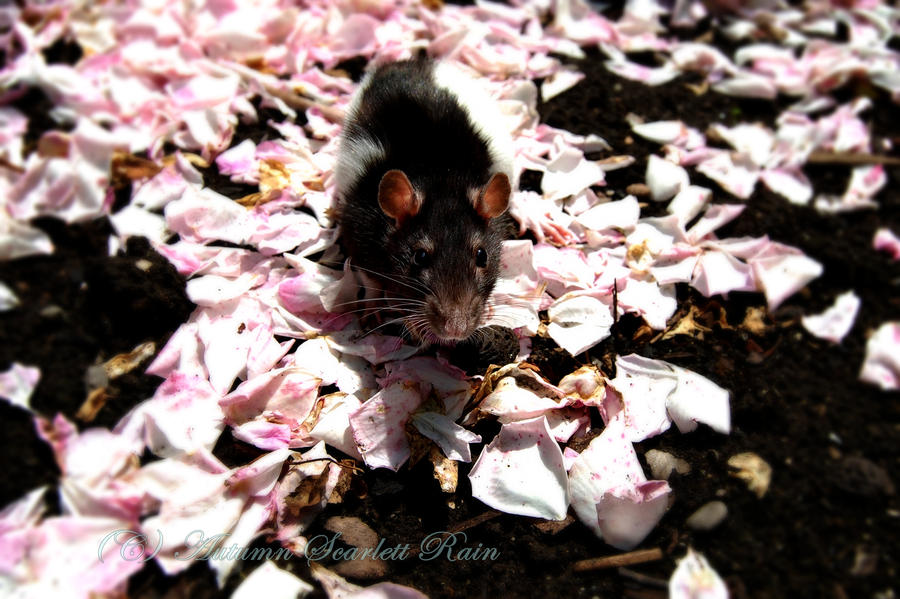 Rats and Roses by AutumnScarlettRain on DeviantArt