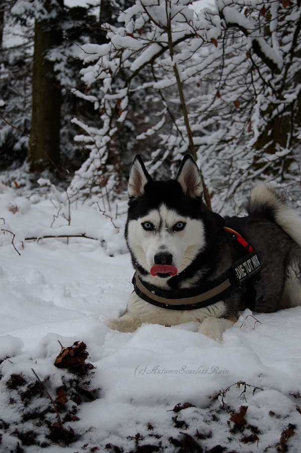 Snow tastes good