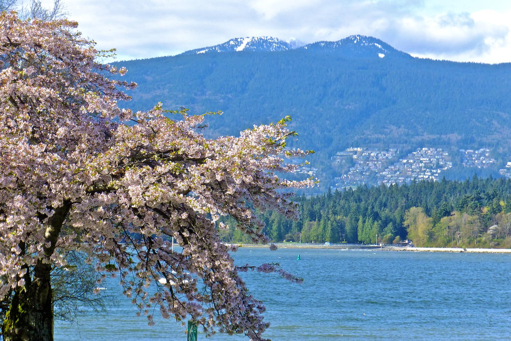 Spring Inhoutbay English Bay Spring by WestSideofMidnight on DeviantArt