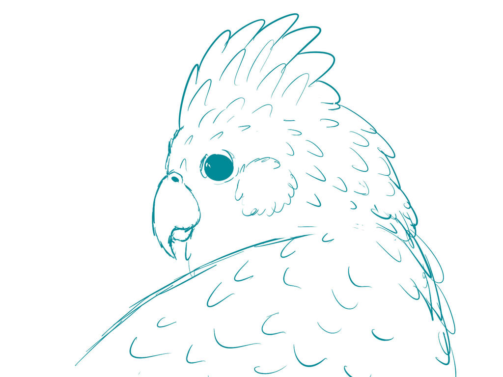 birb