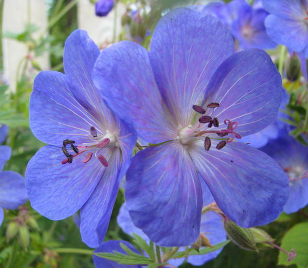 blue geranium