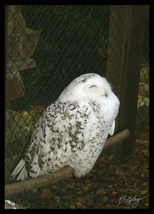 Cute Snow-Owl