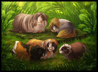 Guinea Pigs