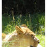 Resting Lioness