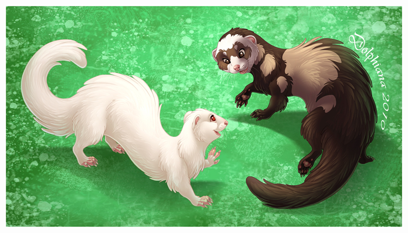 Playing Ferrets