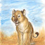 African Lioness