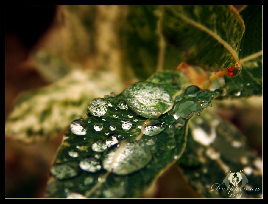 Raindrops