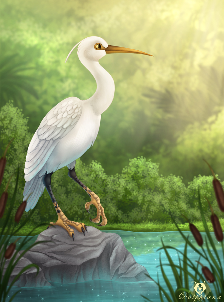 Egyptian Heron