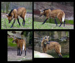 Maned Wolf by DolphyDolphiana