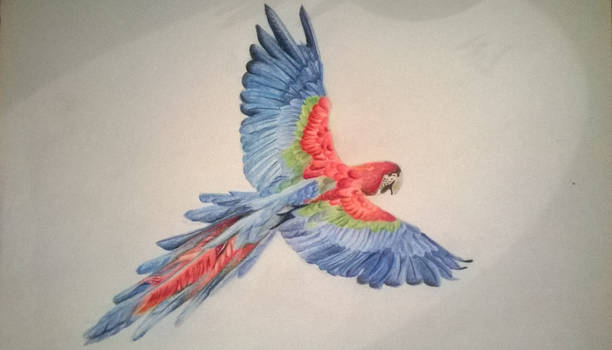 Macaw