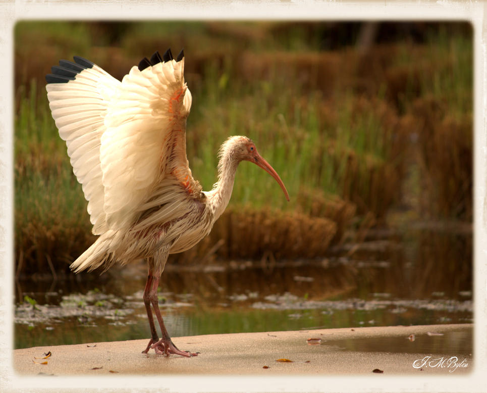 White Ibis