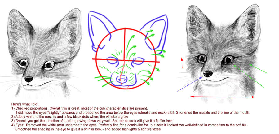 Correction: Fox cub