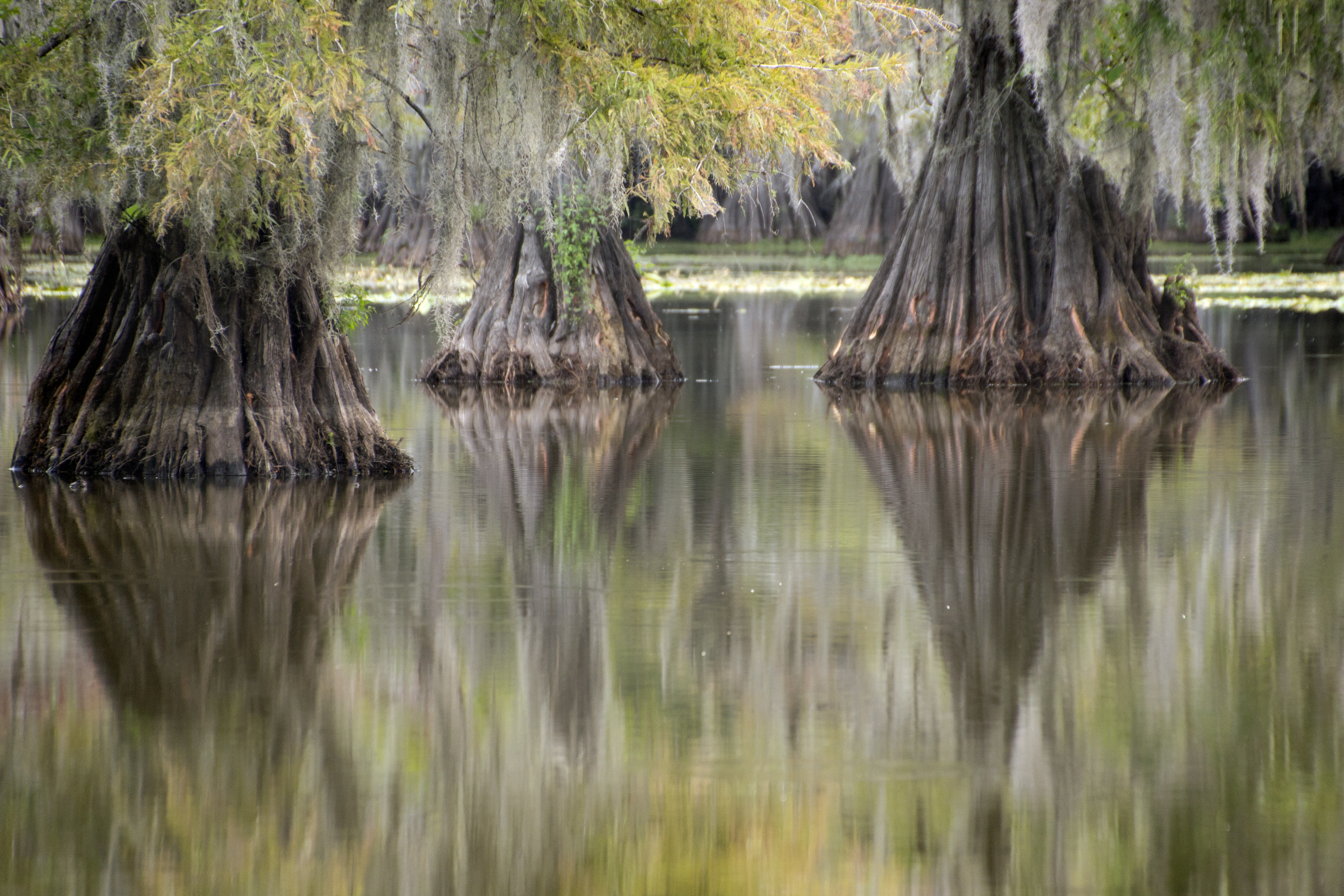 Bald Cypress