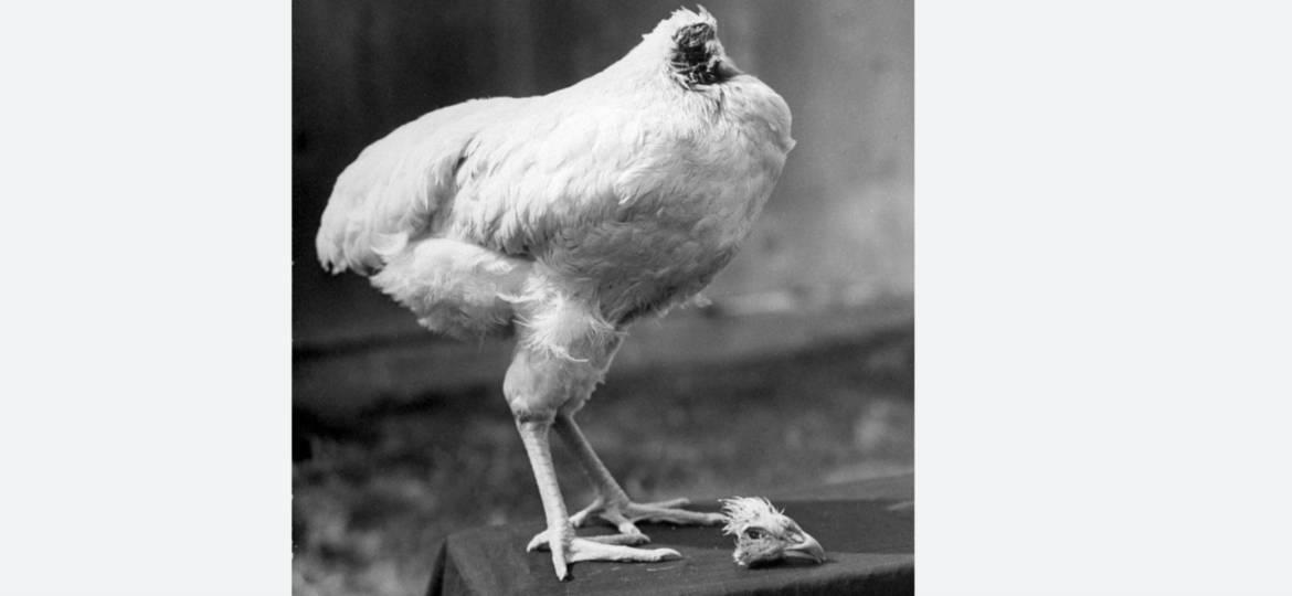 Mike the headless chicken by rogo115904092 on DeviantArt