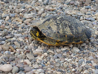 Shy tortoise