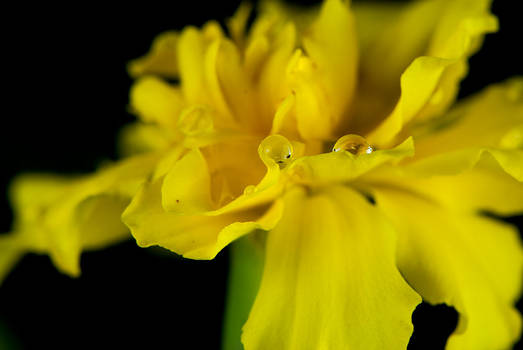 Marigold Droplets