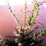 Butterfly tree.