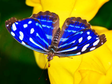Butterfly04