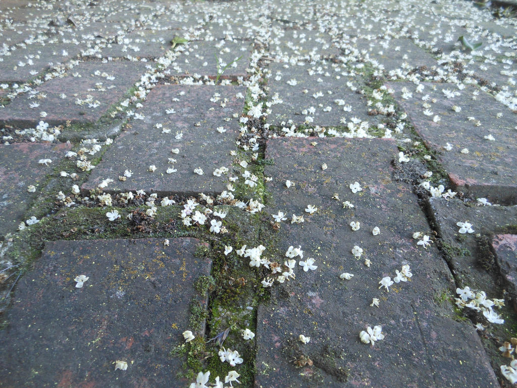 The Fallen Petals