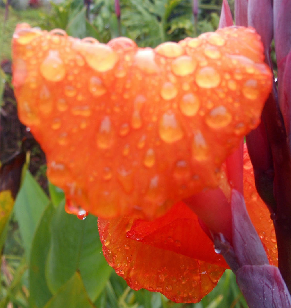 Orange Rain