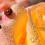 Ladybug Droplets