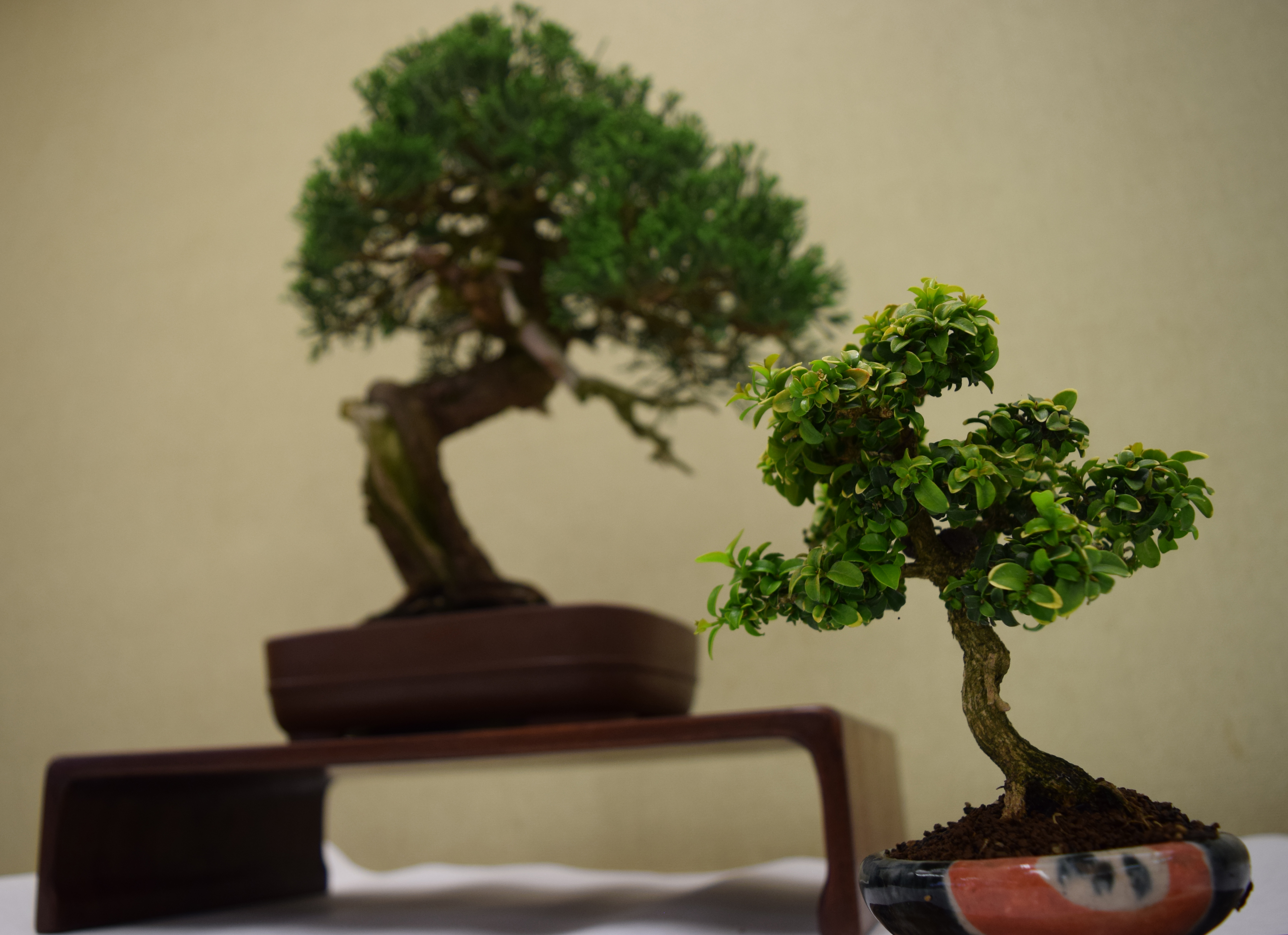 Bonsai, Old And New
