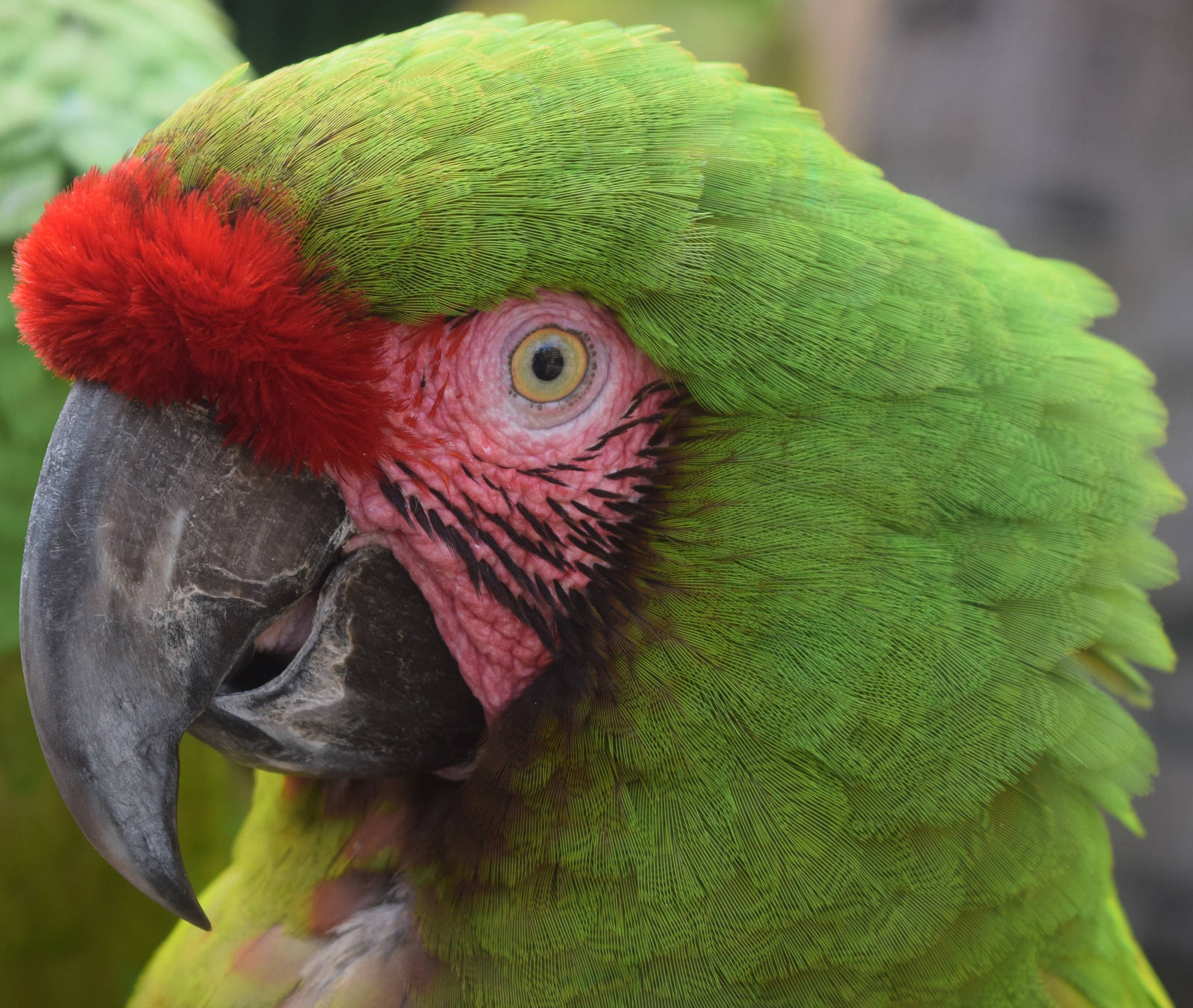 Parrot Profile by discoinferno84