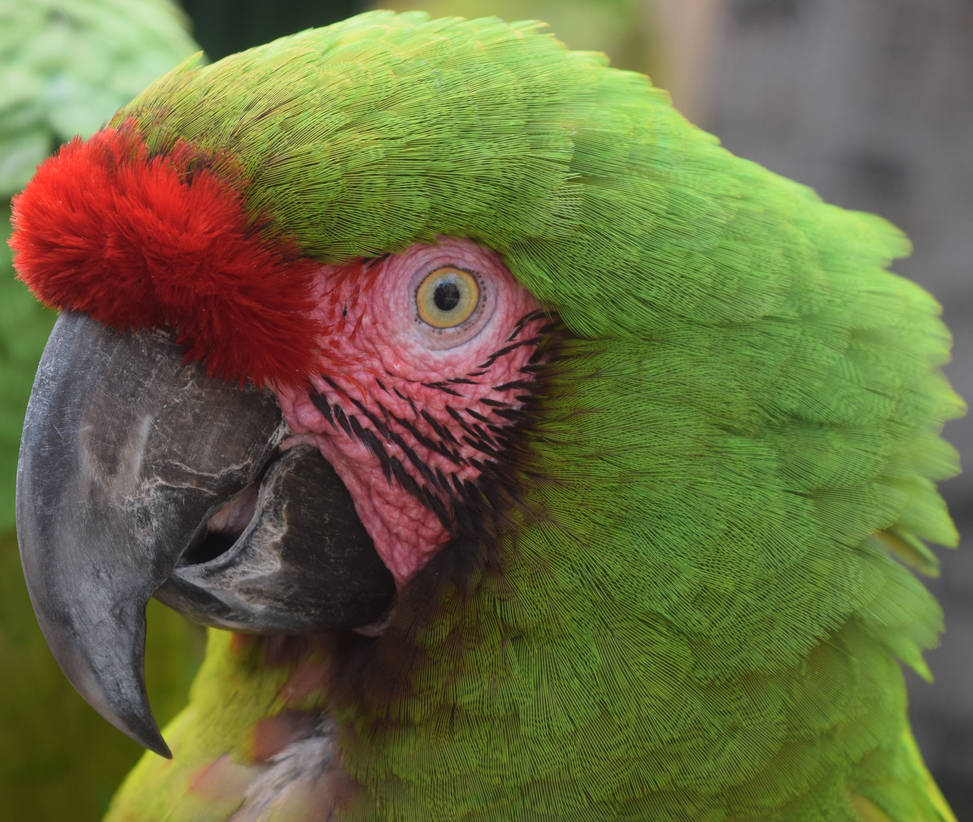 Parrot Profile by discoinferno84