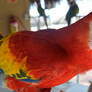 Scarlet Macaw, Up Close And Personal