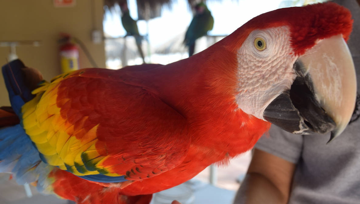 Scarlet Macaw, Up Close And Personal by discoinferno84