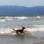 Dog In Surf