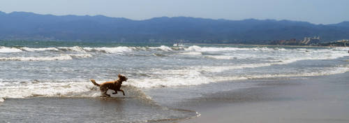 Dog In Surf