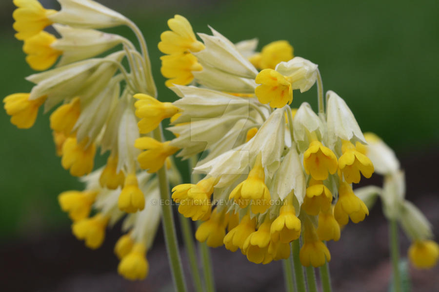 Cowslip by EclecticMe on DeviantArt