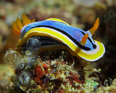 Nudibranch - Chromodoris Annae