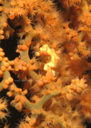 Denise's Pygmy Seahorse