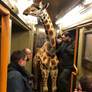 Giraffe inside metro train