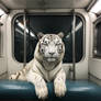 White tiger inside metro train