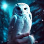 Beautiful owl in snowy forest on hand