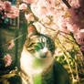 Beautiful cat under sakura tree