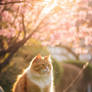 Beautiful cat under sakura tree