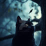 Black cat on tree at night under the Moon