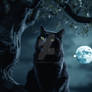 Black cat on tree at night under the Moon