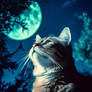 Cat watching at night sky