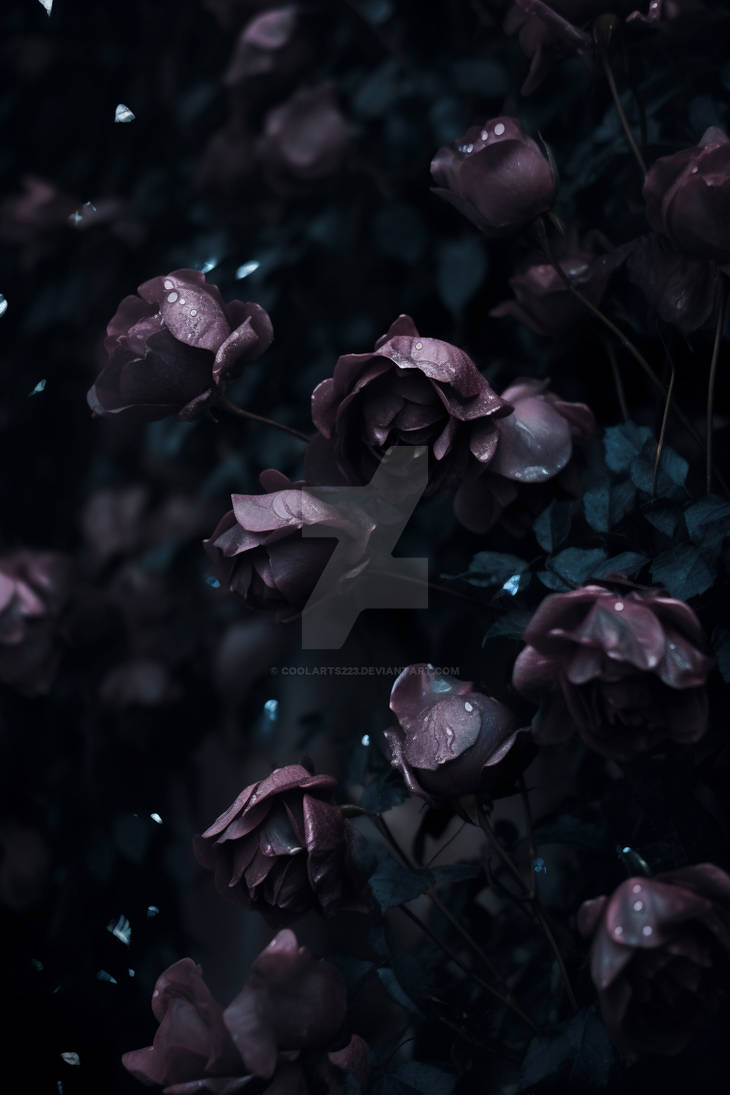 Black roses at night in the rain by Coolarts223 on DeviantArt