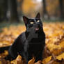 Surprised black cat on autumn leaves in park
